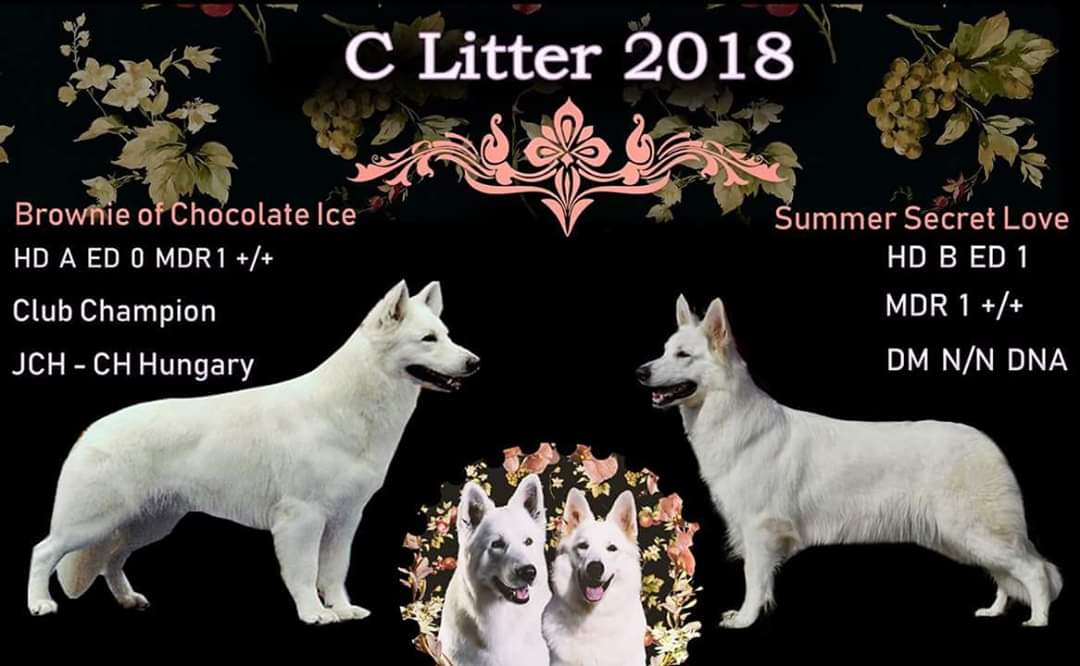 Litter C